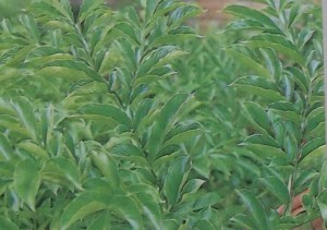 what-is-konjac-powder